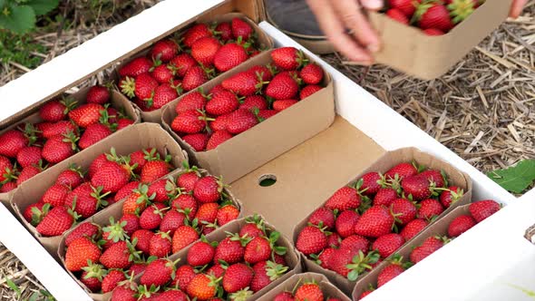 Farmer Is Puts Bast Baskets with Strawberry in the Box