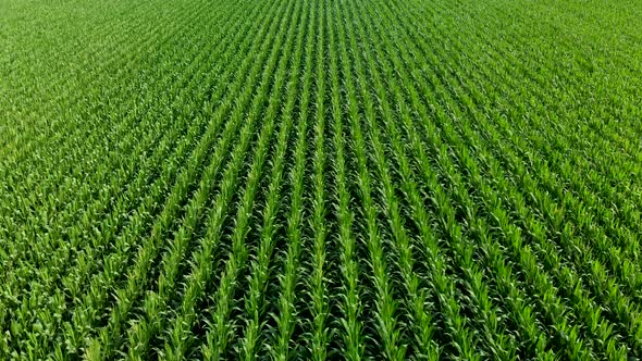 Overhead drone footage of corn stalks on a farm. alt
