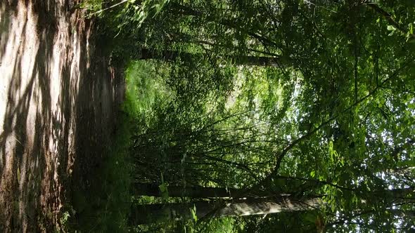 Vertical Video of a Beautiful Forest in Summer alt