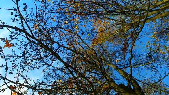 Branches of a Tree in Autumn and Sun