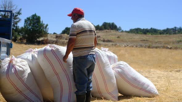 Adult Farmer Working alt
