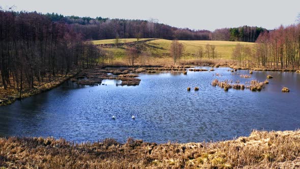 Aerial view of amazing lake with two swans, Poland alt