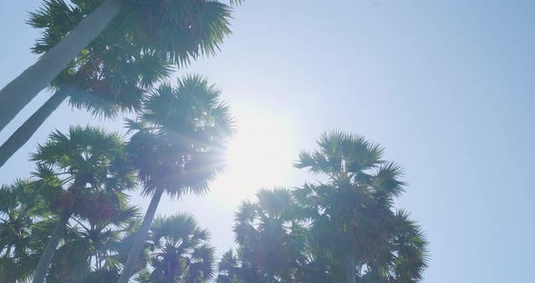 palm trees bottom view sun shining through branches sunny day