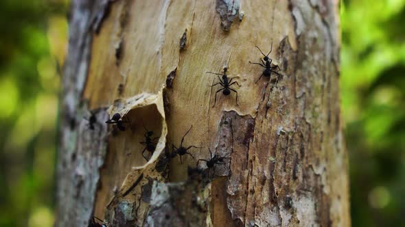 Giant black ants walk out of nest on tree trunk in Vietnam, close up alt