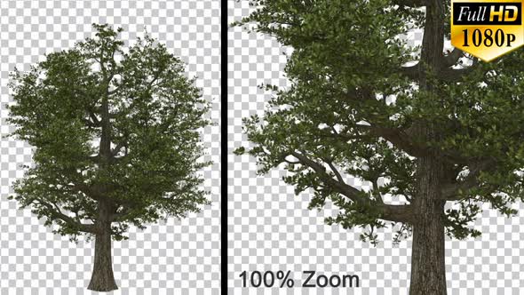 Giant Breezy Oak Tree - Alpha Channel