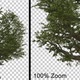 Giant Breezy Oak Tree - Alpha Channel - VideoHive Item for Sale