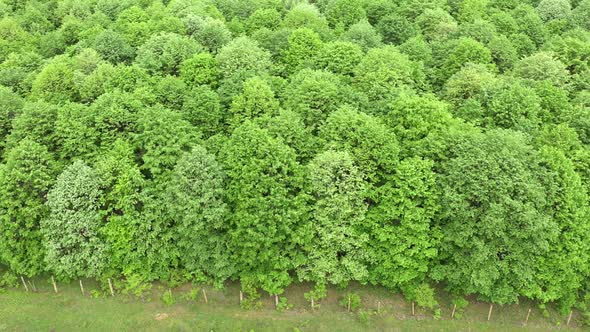 Aerial view of deciduous forest in summer