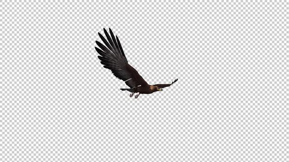 Golden Eagle - Gliding and Flying Loop - Side Angle