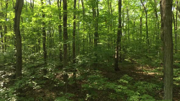 Drone Flying Inside A Forest With Slight Forward Motion In The Summer 