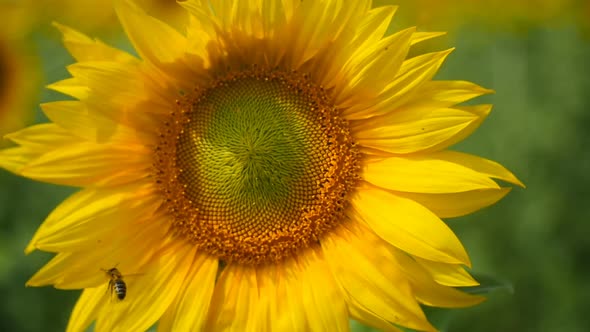 Sunflower and a Bee