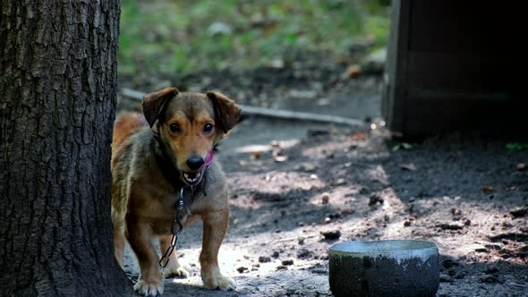 Yard dog in the courtyard of a residential building on a chain alt