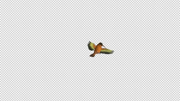 Hummingbird - Rufous Hermit - Flying Over Screen - IV - Alpha Channel