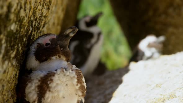 Young penguin bird on a rock 4k alt