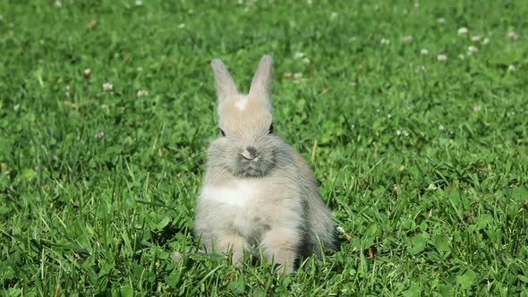Rabbit sitting on grass alt