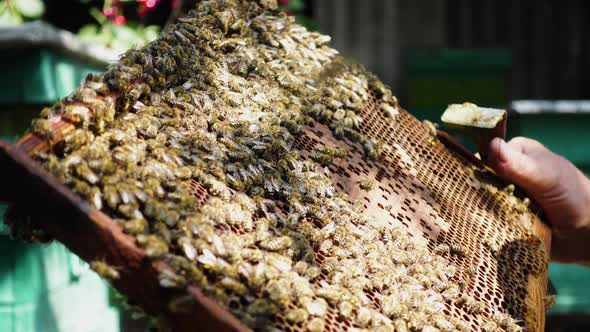 Beekeeper With Bees 8 alt