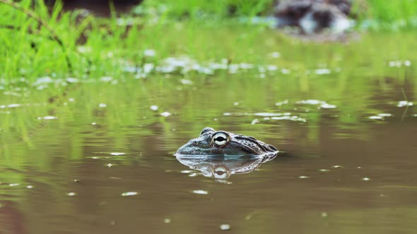 Male African Giant Bullfrog (Pyxicephalus adspersus) Sitting In A Pond - close up alt