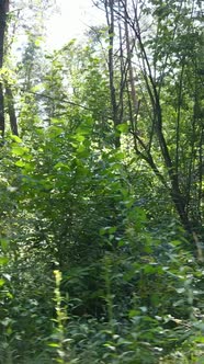 Vertical Video of Beautiful Green Forest By Day alt