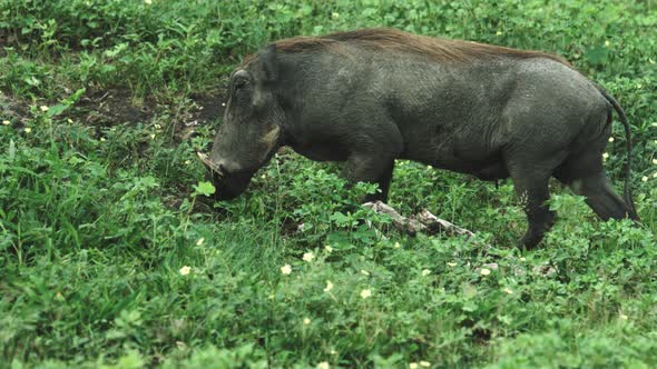 Wild boar is disappearing in the forest. alt