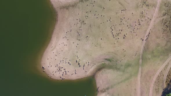 Drone aerial top view of sheeps on a rural field on a lake with a standup paddle boarding on a Dam