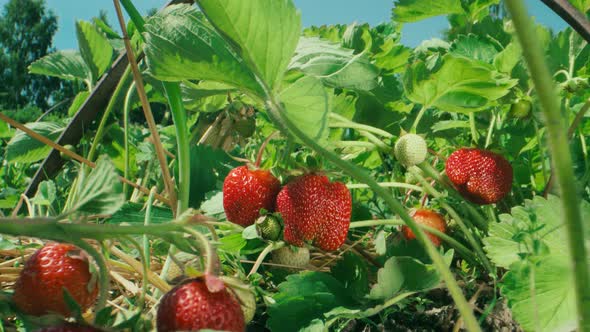 Ripe organic strawberry bush in the garden close up