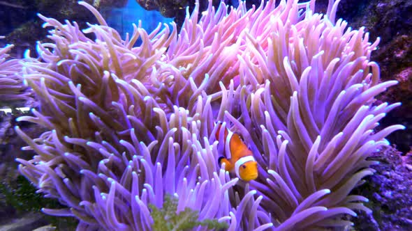 Clownfish & Coral