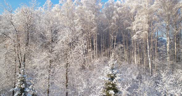 Winter forest in frosty weather