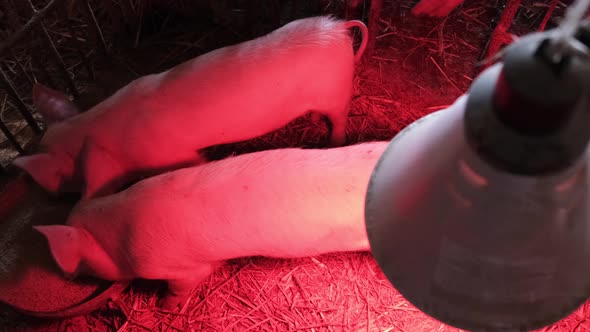 Little Energetic Piglets on a Farm in China alt