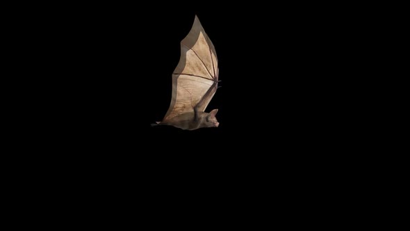 Flying Bat Side Wiew