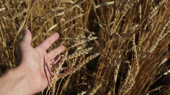 Male Hand Touching a Golden Wheat Ear in the Wheat Field