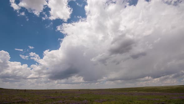 Storm clouds moving over field of purple flowers in New Mexico alt