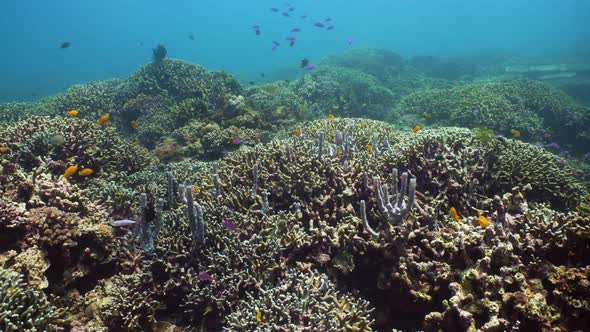 Coral Reef with Fish Underwater. Camiguin, Philippines alt