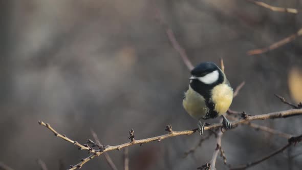 Small Bird Tit on the Tree Branch alt