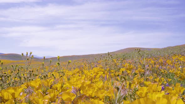 Yellow Poppy Field at Antelope Valley Poppy Reserve in Lancaster, California. Bugs Eye View alt