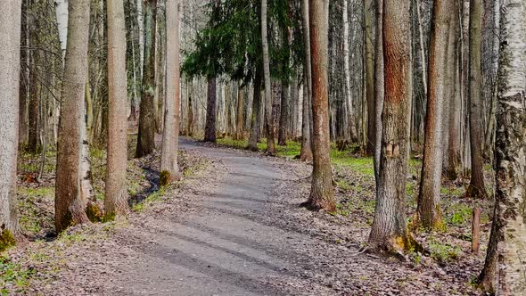 Panoramic Footage of Spring Park in Movement First Spring Grass a Lot of Birch in Sunny Day No alt