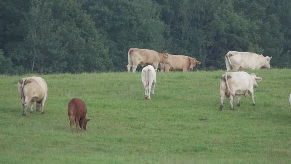 Herd of cows grazing on a green meadow alt
