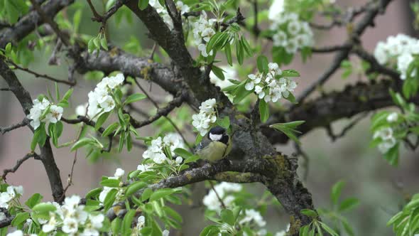 Titmouse Birds are Sitting on Blooming Tree with Many White Small Flowers