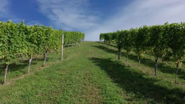 View of Farms and Vineyards Green Agricultural Field alt