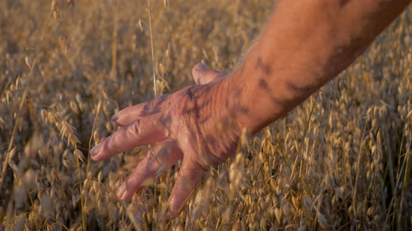 Farmer Walk On Field With Cereals At Sunset Touching Ears Of Wheat With His Hand alt