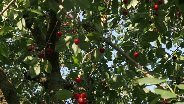 Tree of sour red cherry product natural and healthy food 4K 2160p 30fps UltraHD video - Many organic alt