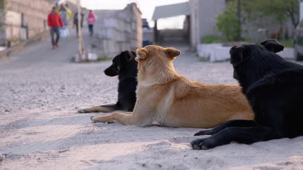 Group of Homeless Dogs Lie on the Street. Three Guard Dogs on Car Parking alt