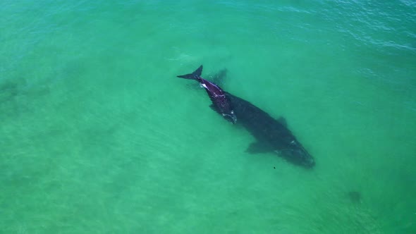 Southern Right whale and calf enjoying the coastal shallows of South Africa, aerial alt