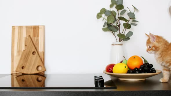 Ginger Kitten Playing on the Kitchen Table alt