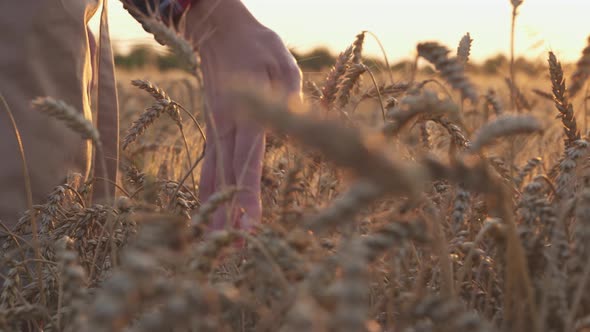 Wheat Field At Sunset. Woman Farmer In Countryside, Runs Hand Over Spikelets Wheat Organic Harvest alt