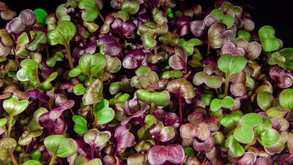 Red Radish Sango Microgreens Moving Seedling in Timelapse. Fresh Sprouts Grows Up Fast Concept alt