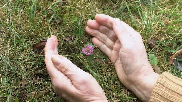 Mature Female Hands Taking Care of Wild Flower, Ecological Preservation, Harmony