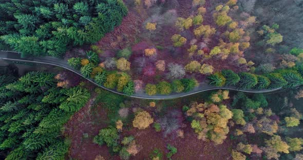 Overhead Aerial Top View Over Hairpin Bend Turn Road in Countryside Autumn Forest