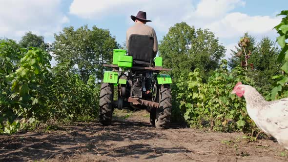 Tractor in the Field Worker Inspects the Autumn Harvest of Raspberries alt