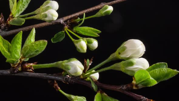 Flowering Branches on a Black Background alt