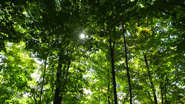 Wide View Under Trees Looking Up At A Bright Green Forest With The Sun Peaking Through