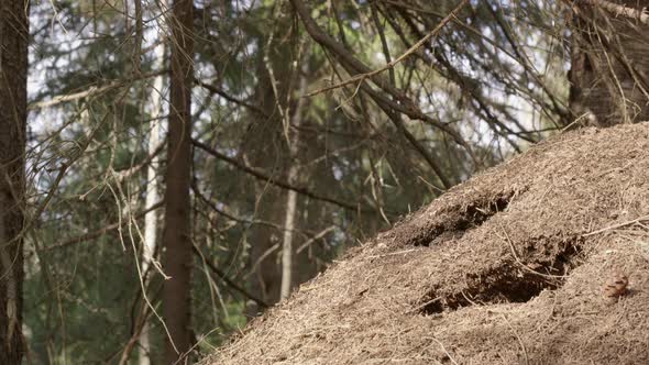 Red wood ant nest, Formica rufa, in a forest, Sweden, wide shot zoom in alt